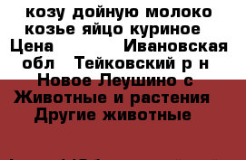 козу дойную молоко козье яйцо куриное › Цена ­ 5 000 - Ивановская обл., Тейковский р-н, Новое Леушино с. Животные и растения » Другие животные   